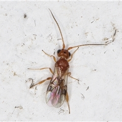 Phanerotoma sp. (genus) at Melba, ACT - 16 Nov 2024 10:46 PM