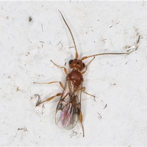 Phanerotoma sp. (genus) at Melba, ACT - 16 Nov 2024