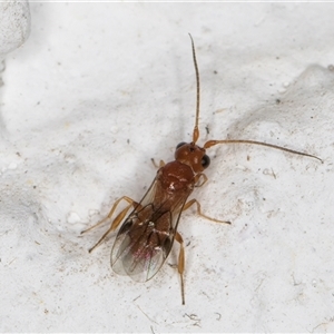 Phanerotoma sp. (genus) at Melba, ACT - 16 Nov 2024 10:46 PM