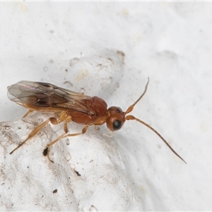 Phanerotoma sp. (genus) at Melba, ACT - 16 Nov 2024 10:46 PM