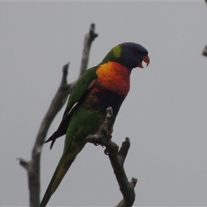 Trichoglossus moluccanus (Rainbow Lorikeet) at Conder, ACT by MichaelBedingfield