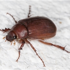 Unidentified Scarab beetle (Scarabaeidae) at Melba, ACT - 16 Nov 2024 by kasiaaus