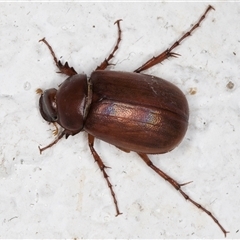 Sericesthis sp. (genus) at Melba, ACT - 16 Nov 2024 10:43 PM