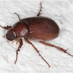 Sericesthis sp. (genus) at Melba, ACT - 16 Nov 2024 10:43 PM