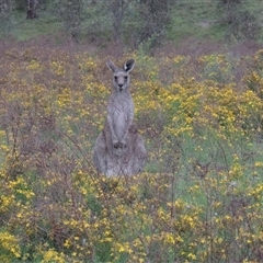 Macropus giganteus (Eastern Grey Kangaroo) at Conder, ACT - 7 Jan 2024 by MichaelBedingfield