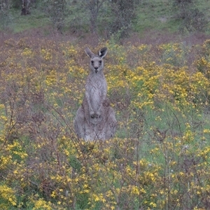 Macropus giganteus at Conder, ACT - 7 Jan 2024 06:38 PM