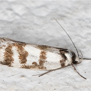 Philobota impletella Group at Melba, ACT - 16 Nov 2024