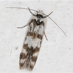 Philobota impletella Group at Melba, ACT - 16 Nov 2024