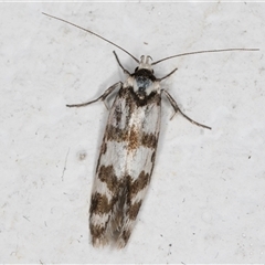 Philobota impletella Group at Melba, ACT - 16 Nov 2024