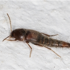 Sepedophilus sp. (genus) at Melba, ACT - 16 Nov 2024 10:49 PM