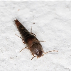 Sepedophilus sp. (genus) at Melba, ACT - 16 Nov 2024