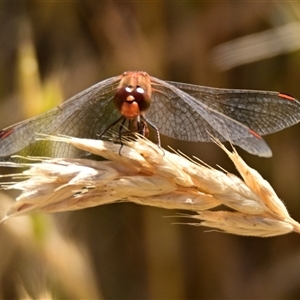 Diplacodes bipunctata at Strathnairn, ACT - 19 Nov 2024