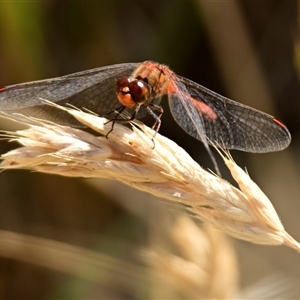 Diplacodes bipunctata at Strathnairn, ACT - 19 Nov 2024