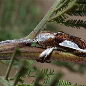 Rhytiphora lateralis (Silver-side longhorn beetle) at Yarralumla, ACT by amiessmacro