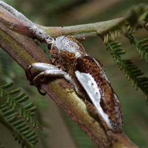 Rhytiphora lateralis at Yarralumla, ACT - 19 Nov 2024