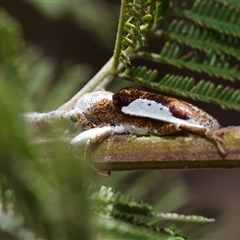 Rhytiphora lateralis at Yarralumla, ACT - 19 Nov 2024