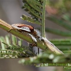 Rhytiphora lateralis at Yarralumla, ACT - 19 Nov 2024 12:53 PM