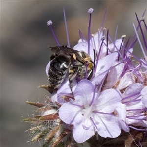 Lipotriches (Austronomia) muscosa at suppressed - suppressed