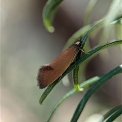 Delexocha ochrocausta (A concealer moth) at Holder, ACT - 18 Nov 2024 by Miranda