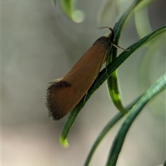 Delexocha ochrocausta at Holder, ACT - 18 Nov 2024 01:07 PM