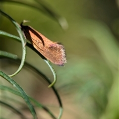 Delexocha ochrocausta at Holder, ACT - 18 Nov 2024