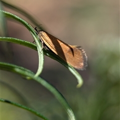 Delexocha ochrocausta at Holder, ACT - 18 Nov 2024