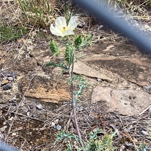 Argemone ochroleuca at Belconnen, ACT - 19 Nov 2024