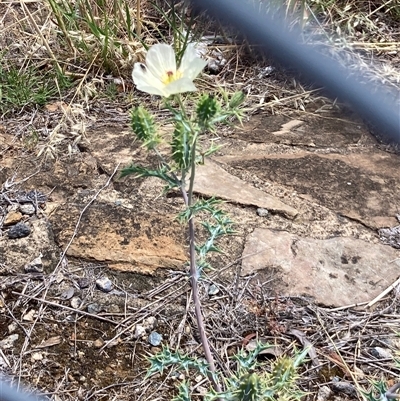 Argemone ochroleuca (Mexican Poppy) at Belconnen, ACT - 19 Nov 2024 by Rosie