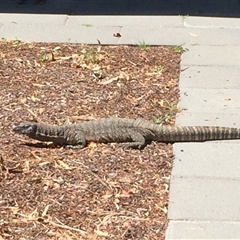 Varanus rosenbergi (Heath or Rosenberg's Monitor) at Ainslie, ACT - 19 Nov 2024 by Nancyinoz