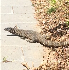 Varanus rosenbergi at Ainslie, ACT - 19 Nov 2024