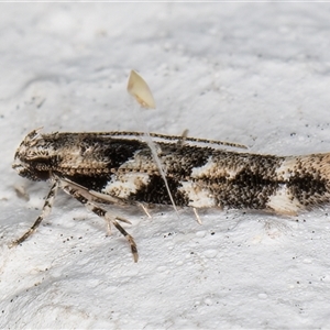 Limnaecia leptomeris at Melba, ACT - 16 Nov 2024 10:52 PM