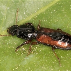 Unidentified Carab beetle (Carabidae) at Melba, ACT - 16 Nov 2024 by kasiaaus