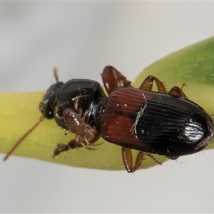 Clivina basalis at Melba, ACT - 16 Nov 2024