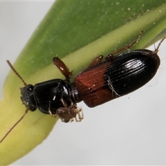 Clivina basalis at Melba, ACT - 16 Nov 2024