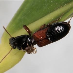 Clivina basalis at Melba, ACT - 16 Nov 2024