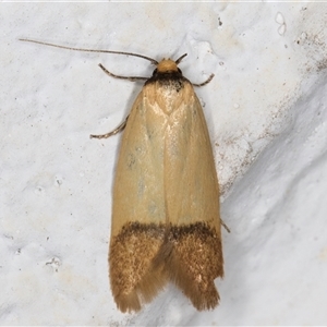 Tachystola stenoptera at Melba, ACT - 16 Nov 2024