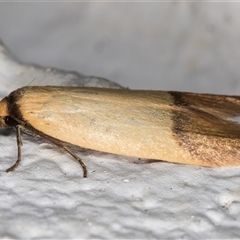 Tachystola stenoptera at Melba, ACT - 16 Nov 2024