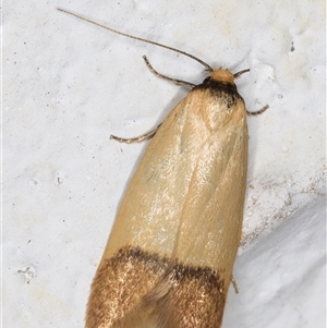 Tachystola stenoptera at Melba, ACT - 16 Nov 2024