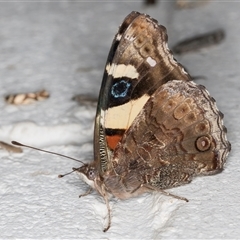 Vanessa itea at Melba, ACT - 16 Nov 2024 10:58 PM