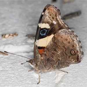 Vanessa itea at Melba, ACT - 16 Nov 2024 10:58 PM