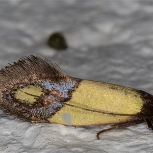 Edosa fraudulens at Melba, ACT - 16 Nov 2024 11:02 PM