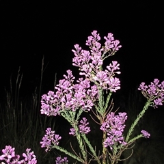 Comesperma ericinum (Heath Milkwort) at Pialligo, ACT - 4 Nov 2024 by Komidar