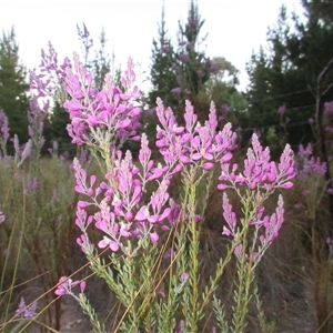 Comesperma ericinum at Pialligo, ACT - 5 Nov 2024