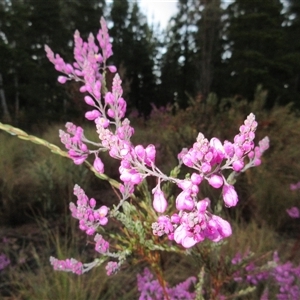 Comesperma ericinum at Pialligo, ACT - 5 Nov 2024