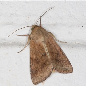 Helicoverpa (genus) at Melba, ACT - 16 Nov 2024