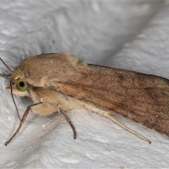 Helicoverpa (genus) at Melba, ACT - 16 Nov 2024