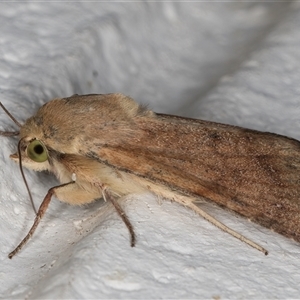 Helicoverpa (genus) at Melba, ACT - 16 Nov 2024