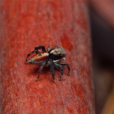 Maratus watagansi (Rainforest Peacock Spider) at Acton, ACT - 19 Nov 2024 by DPRees125