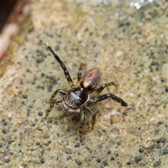 Maratus watagansi at Acton, ACT - 19 Nov 2024