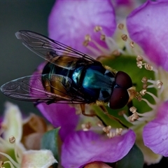 Austalis copiosa (Hover fly) at Florey, ACT - 14 Nov 2024 by KorinneM